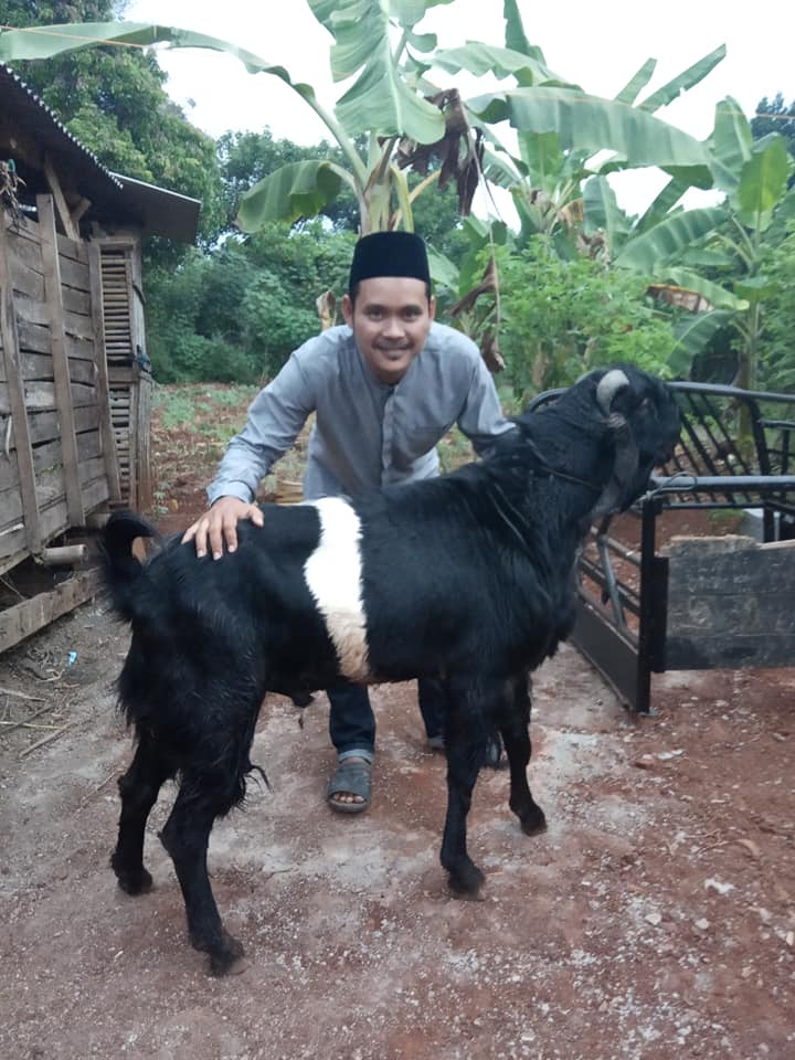 Kambing Jantan